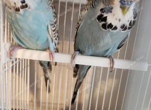 Breeding pair of exhibition budgies
