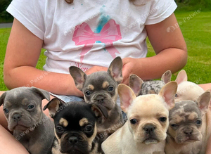 French bulldog Puppies