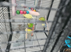 Budgies last 2 available