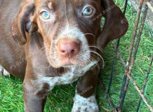 Stunning Vizsla X puppies