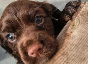 K C Working cocker spaniels REDUCED