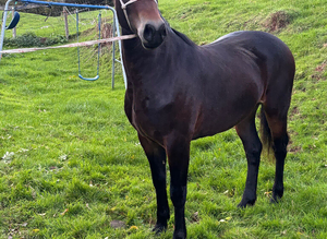 Pretty yearling filly