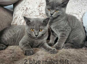 British blue shorthairs LAST 2 MALES PRICE REDUCED