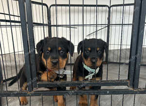 2 big Rottweiler puppies available