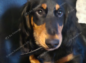 Longhair daschund