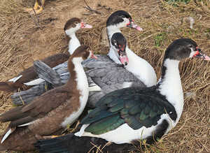 MUSCOVEY DUCKS