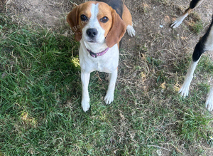 2 year old beagle