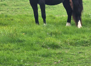 Classy looking section c black filly