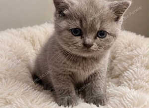Gccf champion status British shorthair kitten exquisite!