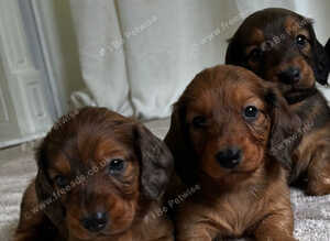 LONGHAIRED STANDARD KC DACHSHUNDS