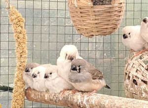 Zebra finch for sale