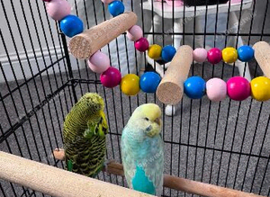 Birds for Sale