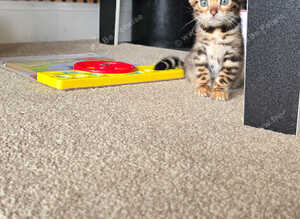 Pure bengal kittens