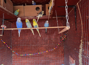 Young mutation budgies for sale