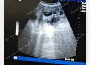Ultrasound scans dogs cats rabbits