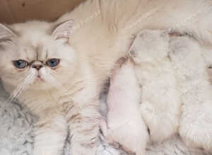 Colour Point Exotic Kittens Ready now