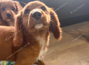 Gorgeous Cavapoo puppies ready now