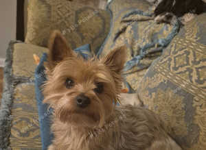 Yorkshire terrier for stud onlypatch