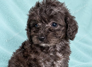 Toy Cockapoo puppies Merle apricot red