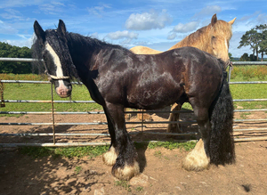14hh cob