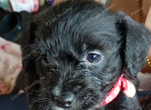 Jackpoo puppy