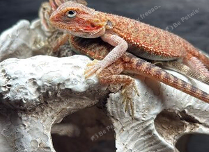 Bearded Dragons