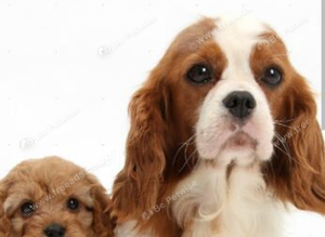 Cavapoo pups