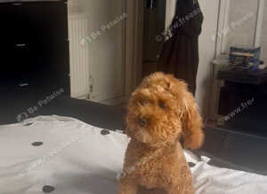 TOY POODLE BOY PUPPY 8mth