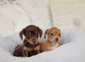 XSmall chiweenie girls ready now