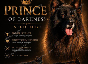 STUD KC REG, LARGE LONG HAIRED GSD