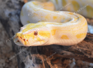 Albino Burmese python