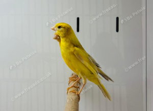 Canaries