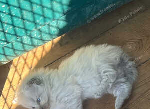 Ragdoll kittens