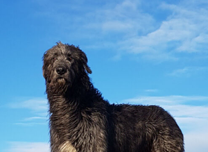 Irish Wolfhound Stud