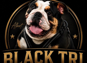 EXCLUSIVE BLACK TRI STUD SERVICE