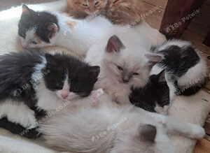Baby ragdolls