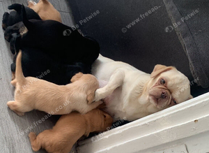 pug/ cavapoo