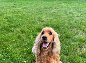 7 handsome cockapoo boys looking for there forever homes
