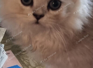 Persian chinchilla kittens