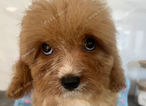 Beautiful 1st generation Cavapoo ready to leave