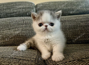 Outstanding Exotic Shorthair Kittens