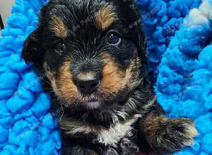 Gorgeous bernedoodle puppied