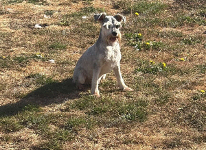 Turtle mini schnauzer