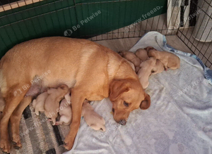 Stunning litter