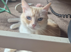 Female ragdoll