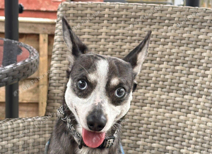 CHIUAHUA x DUTCHOUND