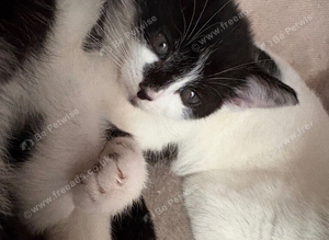 kittens ready for homes