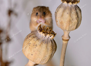 Harvest mice