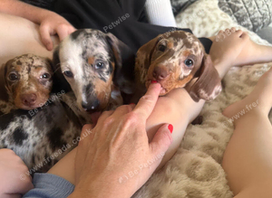 Miniature dachshund