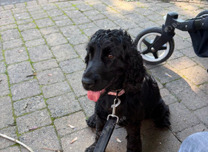 Show Type Cocker Spaniel
